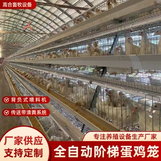 外贸蛋鸡笼全自动阶梯蛋鸡笼加背负喂料机捡蛋机自动清粪系统鸡笼