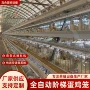 外贸清粪自动喂料机蛋鸡笼