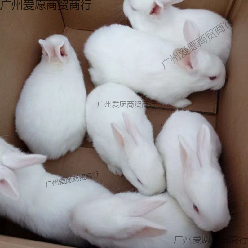 兔子 家兔活幼崽小白兔小花兔比利时肉兔可繁殖可食用家养兔厂家