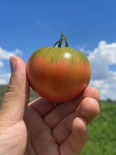 云南高山塔塔蜜番茄铁皮柿子自然熟西红柿新鲜可生吃水果草莓番茄