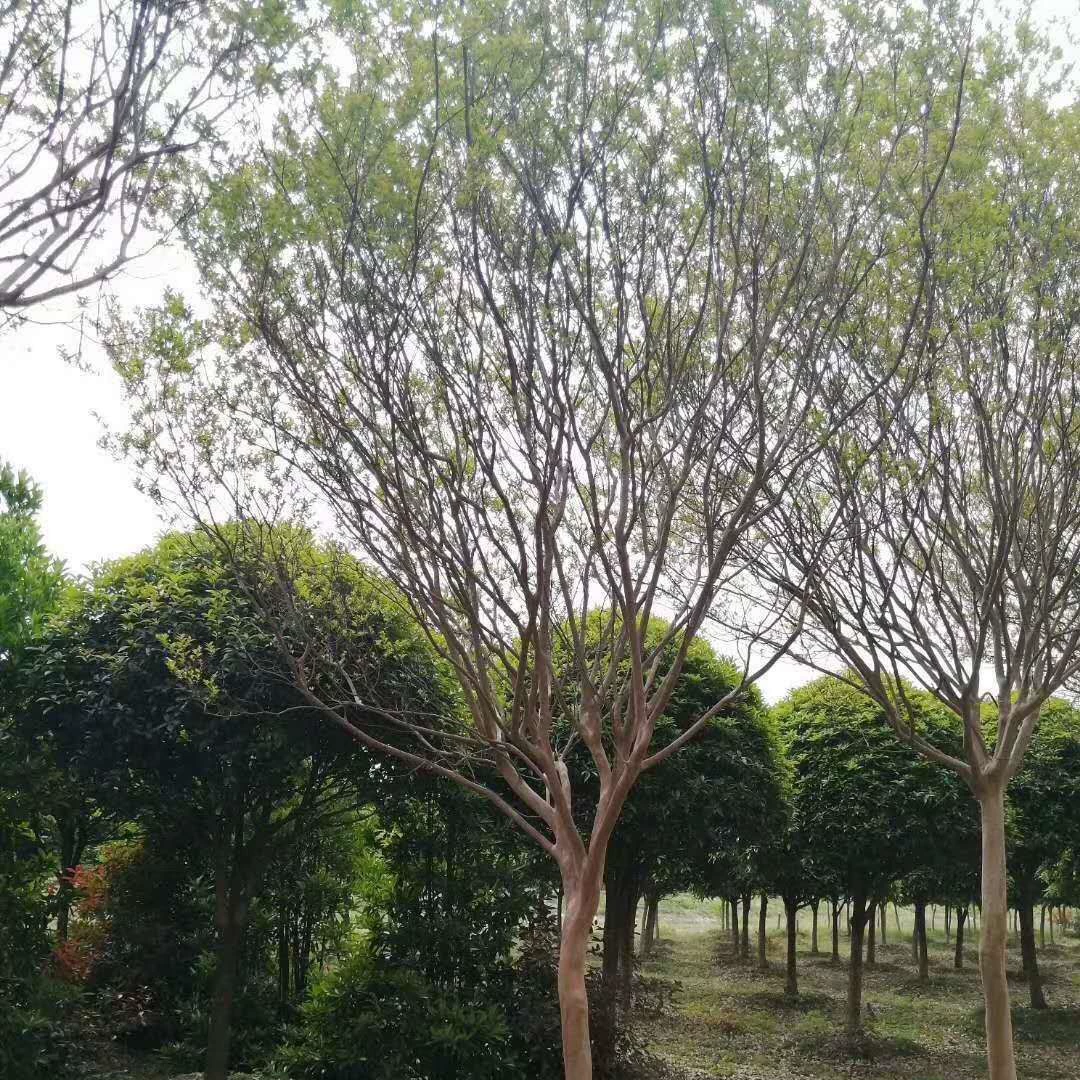 Саженцы мореного магнолии Саженцы мореного магнолии Цзянси Саженцы мореного магнолии Цзюцзян Саженцы мореного магнолии с большим красным цветком