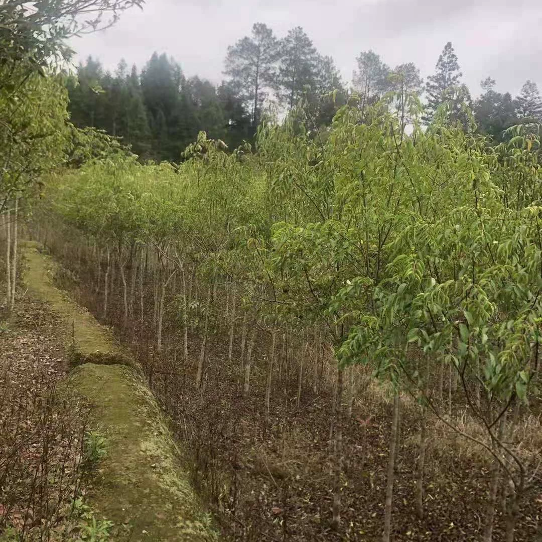 Кассия дикой утки 2cm Семена кассии дикой утки Кассия дикой утки 8cm Кассия дикой утки питомник