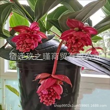 批发宝莲灯花种子四季开花室内耐寒耐旱耐热阳台盆栽地栽绿植种籽