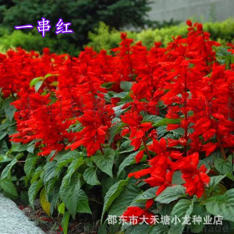 一串红种子串串红耐热耐旱花期长庭院盆栽花海植物花卉观赏花草籽