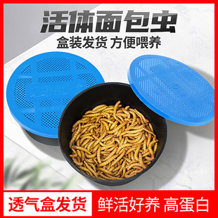Live Mealworms Shipped in Breathable Small Boxes, Mealworms, Spiders, Scorpions, Turtles, Geckos, Horned Frogs, Birds, Live Bait Feed