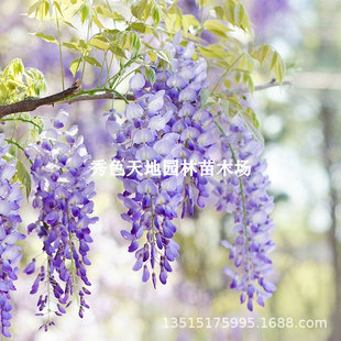 �������l���٘���G����������ͥԺ���ٻ��������Զ໨�Gֲ�����}