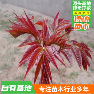 �ļ��Nֲ����ʳ�üt���㴺���m �Ϸ������҃������㴻�������Ե�