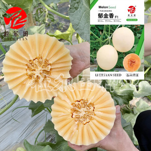 ��Ƥ��ϷN�� ��Ƥ�t��t����ܹϷN�� ��������������ϷN��