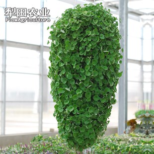 �R���N ƺ�N���� �R���e�����X �~�X�N�ӵر�ֲ��