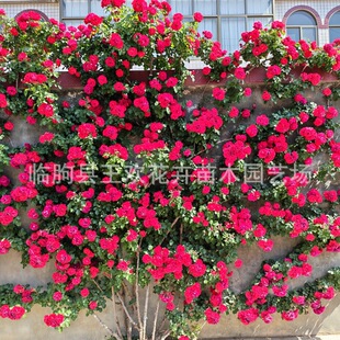 �������a�tñ�¼� �¼���Gֲ���ܼt���¼��� �����¼�