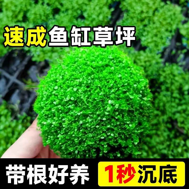 Японское водное растение с миниатюрными жемчужинами для ландшафтного дизайна аквариума, специально для очистки воды.