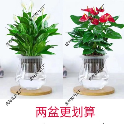 White palm Potted plant Botany indoor purify atmosphere formaldehyde Four seasons a living room Place Other Domesticated Green plant