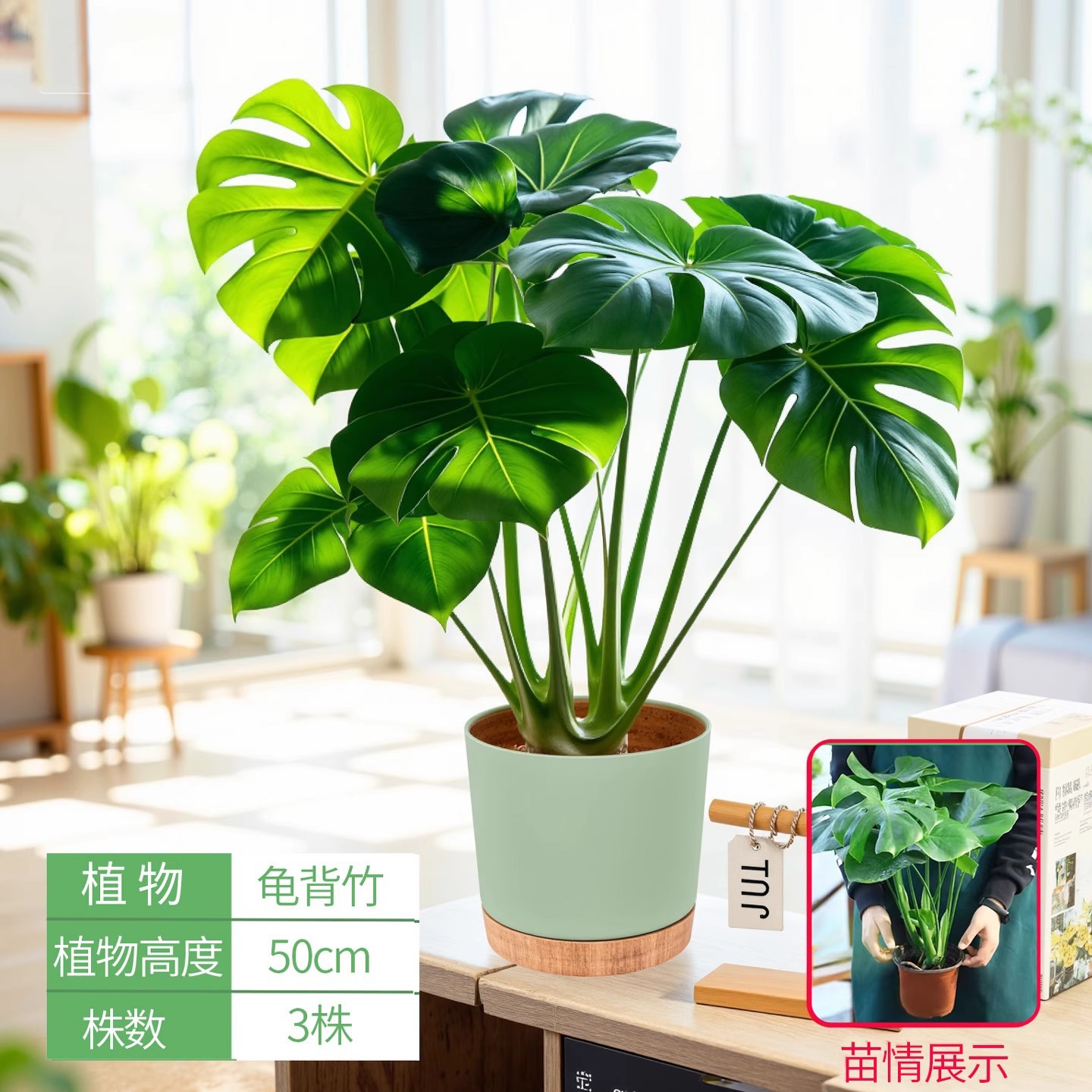 Monstera deliciosa 50cm [simple green pot]
