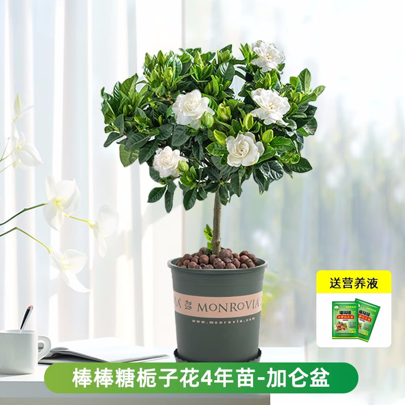 롤리팝 치자나무 약 45cm(갤런 화분) + 영양액 [새싹이 많음]