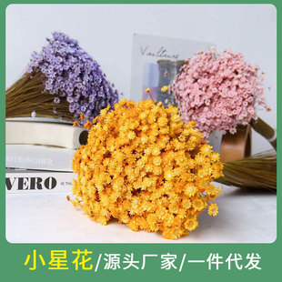 Factory Straight Hair Brazil Small Star Flower Dried Flower Floating Flower Aromatherapy DIY Auxiliary Material Flower Material Illustration bouquet gift box with flowers