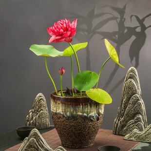 ΢����ɏ�NźС�ͺɻ����o��С���B������ɏ�����̨ͥԺˮ��ֲ��