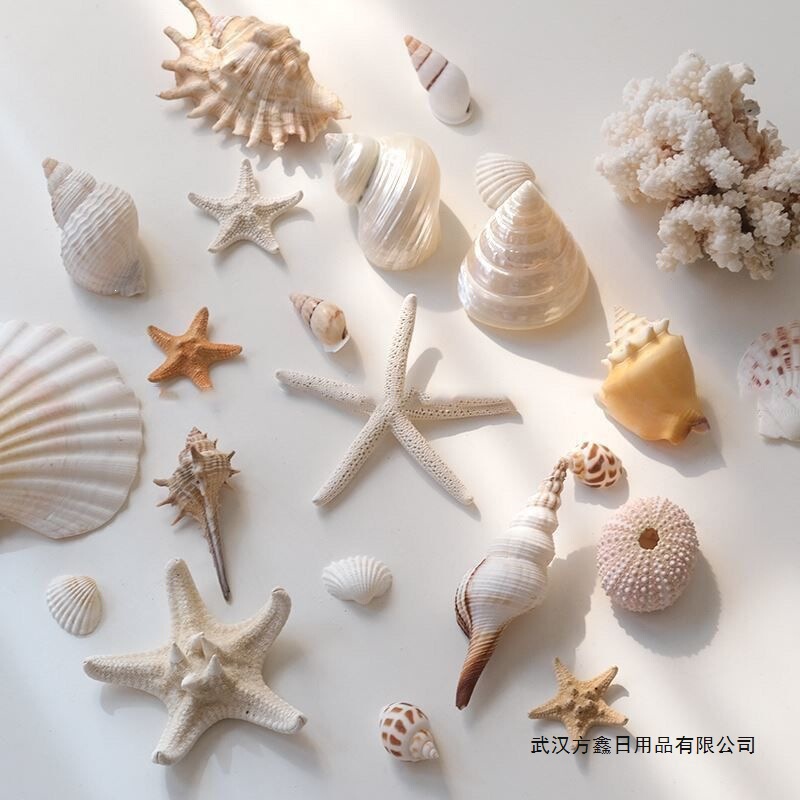 Natural Shell Starfish Ornaments, Decorative Conch Fish Tank Landscaping, Handmade DIY Materials, Accessories, Photo Props