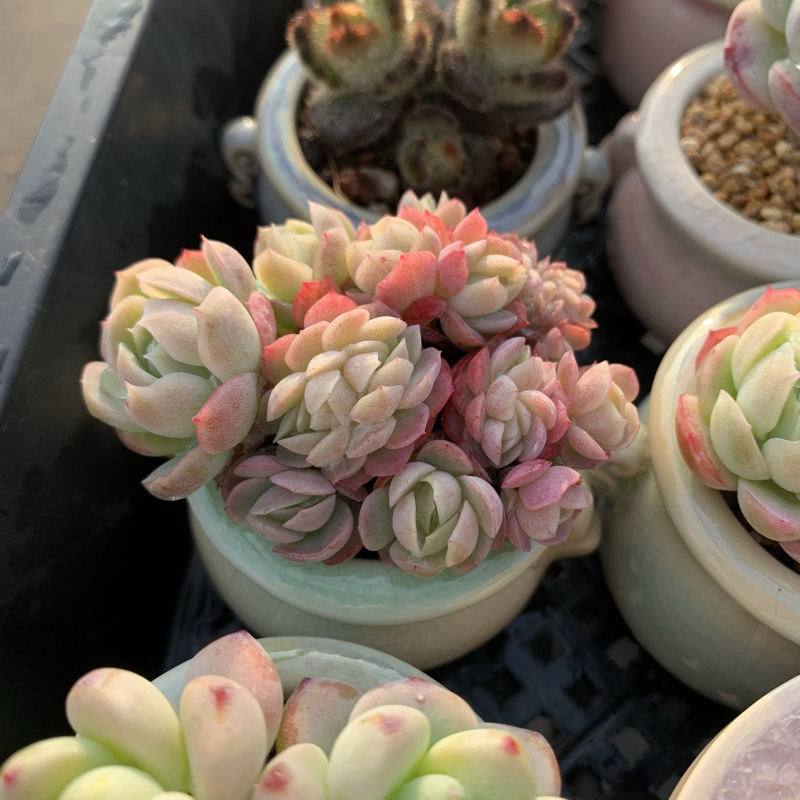 小さな多肉植物、超かわいい、貴重で希少な親指鉢、ミニ鉢植え、鉢付き多肉植物鉢植え、小さな古い支柱|undefined