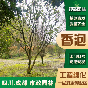 �������Ә����Ĵ��G�������㙴��������ϱ����e��ͥԺ�Nֲ�����