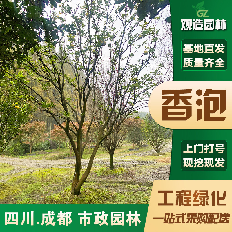 香泡柚子树苗四川绿化果苗香橼树苗地栽南北方别墅庭院种植大果树