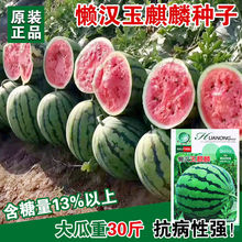 懒汉玉麒麟西瓜种子早熟8424西瓜京欣西瓜种籽早熟皮薄糖度高瓜果