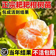�����Ĵ���Ҋ�ҰҸ̘���������˸̼޽����θ̘����������Ә����