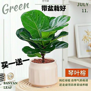 Ficus Ficus Potted Green Plants, Large-Leaf Cultivation Plants, Office Living Room Desktop, Easy to Grow Florals for Lazy People, One Piece Wholesale