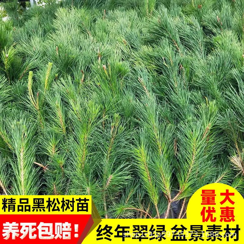 批发黑松树小苗雪松绿化树苗风景四季常青植物 规格齐 全量大优惠