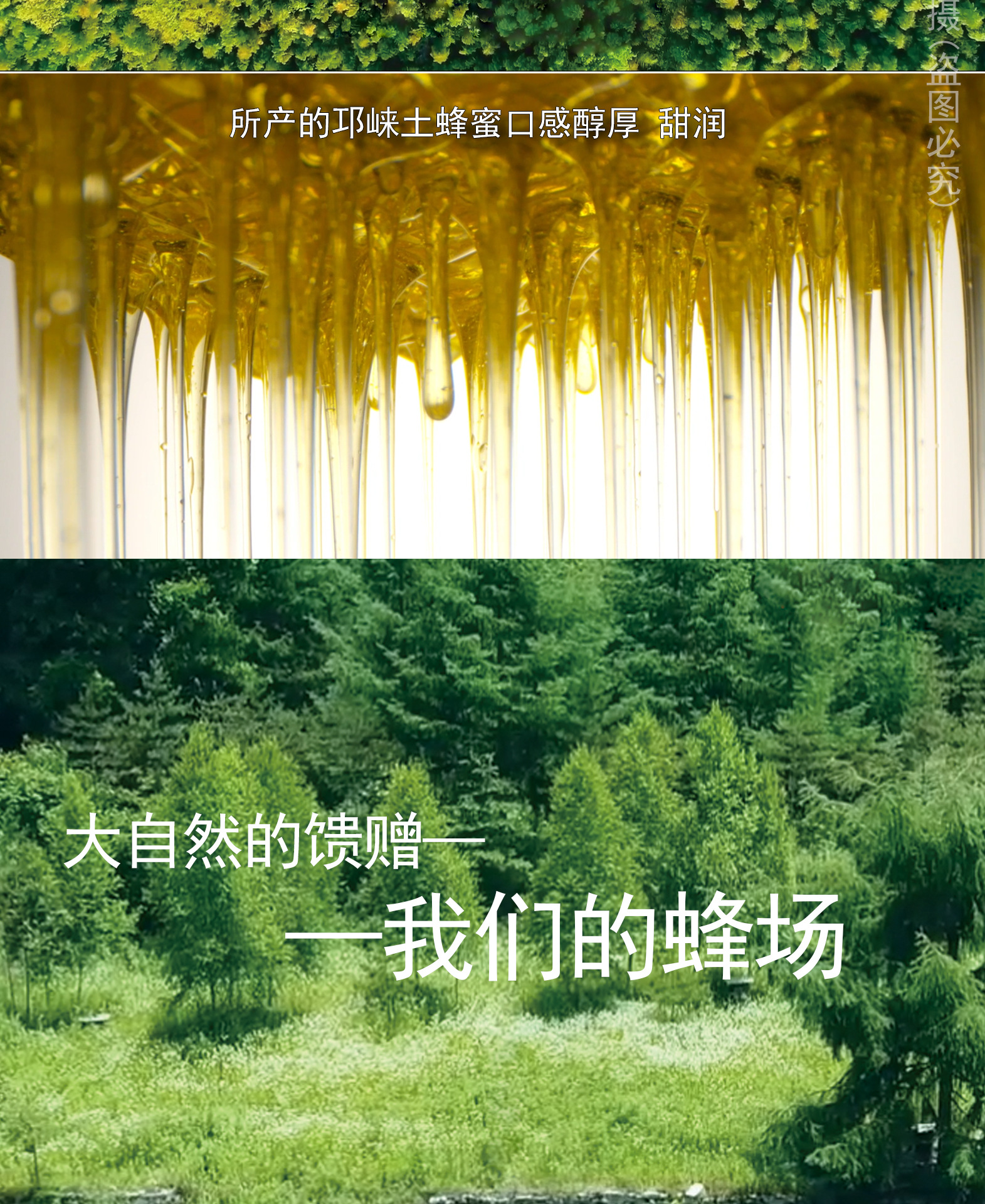 500g土蜂蜜寶貝詳情1_02