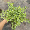 [Direct supply of the base] Small plants of leaf -viewing plant plants purify the air.