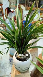 Orchid with Black Claws and Gold-Edged Leaves, Indoor Office Living Room Desk Green Plant, Black and Gold Ink Orchid