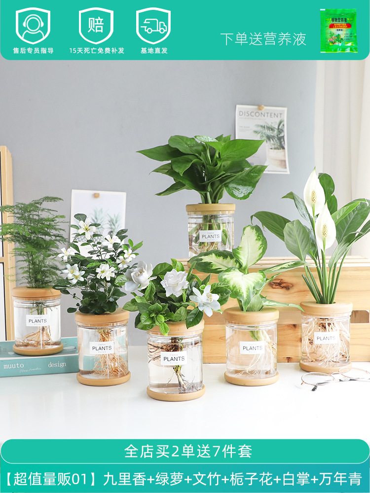 [초가성비 판매 ①] 구리향 + 청무 + 아스파라거스 + 치자나무 + 흰야자 + 디펜바키아