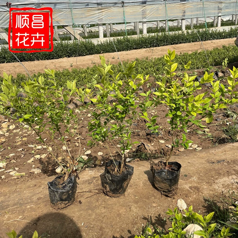 Озеленение Рассады Золотой Лист Ligustrum lucidum Рассада Маленький Лист Ligustrum lucidum Холли Эфемерис Общественный Сад Проект Рассады Оптовая Продажа