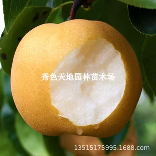 爱甘水梨树果苗南北方庭院地栽特大室内阳台盆栽嫁接果树当年结果