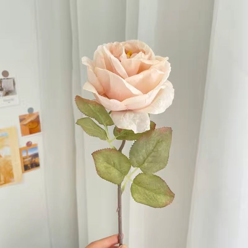 샴페인 번트 엣지 로즈 [코어 포함]