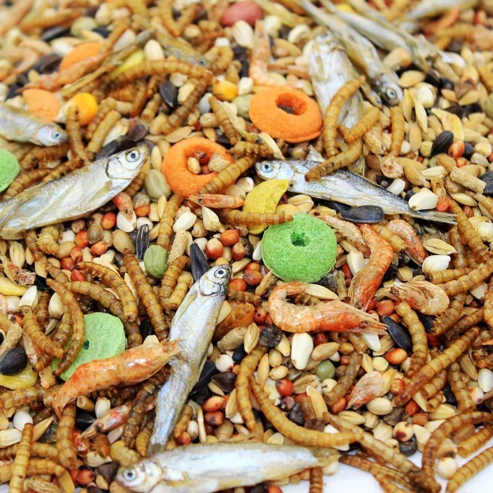 Корм для маленьких хомяков, основной корм для золотого медведя, корм для крыс, разные зерна, корм для крыс, питательные зерна, морепродукты, рыба, креветки, фрукты и овощи