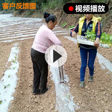 种辣椒栽苗器多功能烟苗种植移栽器玉米种苗播种器移苗器种菜