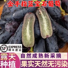 新鲜蓝宝石葡萄新鲜当季水果无籽美人指金手指无籽黑提整箱顺丰