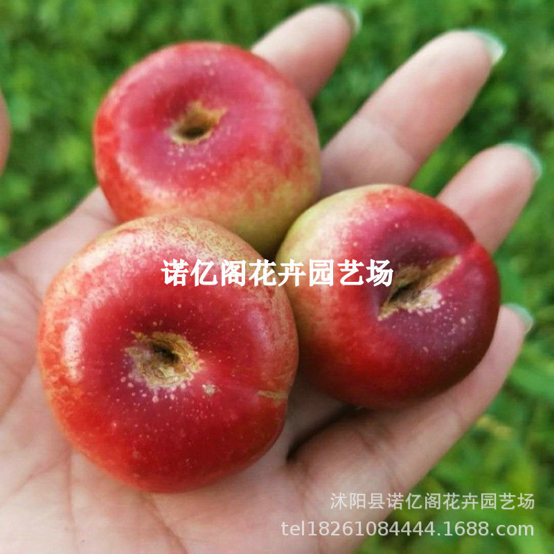 明月油蟠桃树苗嫁接早熟迷你小蟠桃纽扣蟠桃苗南北方种植当年结果