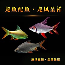 Flying Pigeon Fish Dragon Fish Mixed Matching Fish Gold跨境