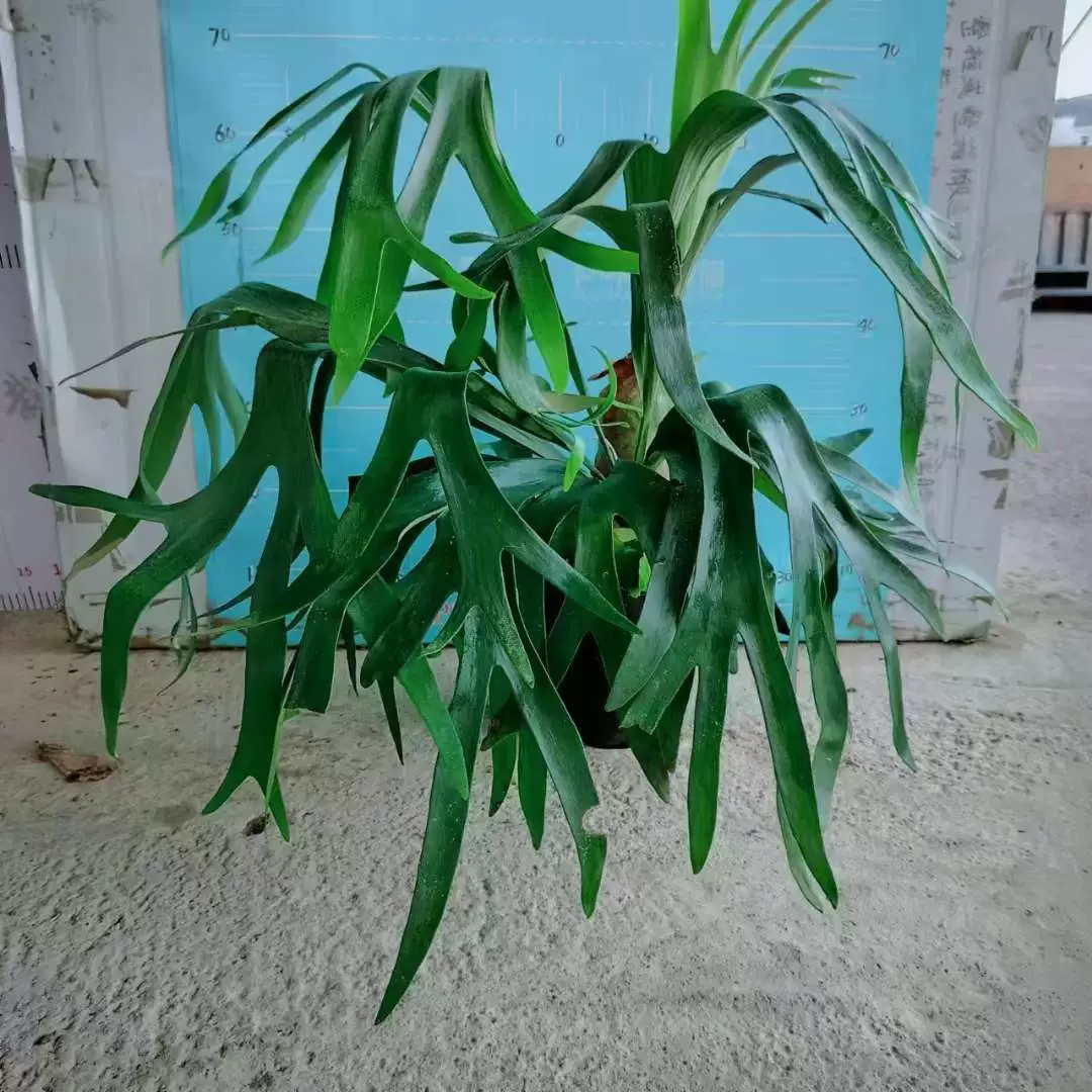 [Базовые прямые поставки] Листва Растения Цветы Маленький горшок Кибер Красный Папоротник 1,5 галлона Олень Рог Папоротник