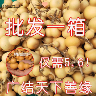 Special Price Gourd with Gold Twist, Small Gourd for Crafts, Wholesale Small Hand-Held Piece, Natural Gourd Pendant, Hand-Twisted