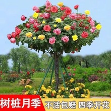 �䘶�¼������ش󻨶�ɫ�����ļ��_��ͥԺ�ߗU�����Ǽ޽Ә���¼�
