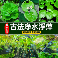 �~�׸�Ƽˮ�ŷ��B�~��ˮֲ�����׶��ˮ��ˮܽ��ˮ���JƯ���쾰