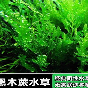 ���N��ľާ��ľާ���~�F���~ˮ���~���ˮ�ݳ�ľˮ�ݟo�������̼