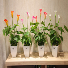 彩色马蹄莲种球 带芽发货 马蹄莲苗 花卉盆栽 当年开花 质量保证