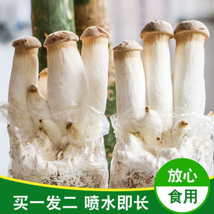 蘑菇种植高产杏鲍菇菌种菌包菌种食用菌平菇香菇家庭包出厂家直销-阿里巴巴