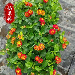 五色梅小苗穴盘苗 五彩花四季马樱丹耐热耐晒 马缨丹盆栽花卉