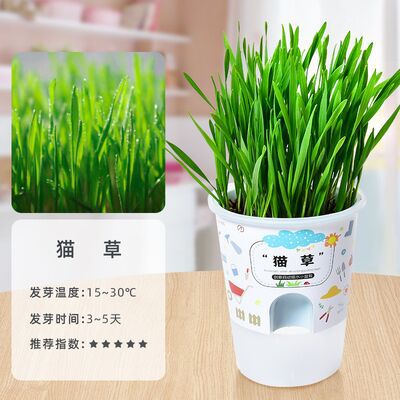 Niños crecen pequeñas plantas de maceta estudiantes de observación de girasol fresas diy juguetes adornos de mesa al por mayor