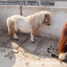 养马场马多少钱一匹宠物马价格儿童骑的马匹养殖场设特兰矮马出售